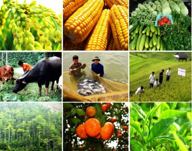 Vai trò của liên kết Nền tảng hàng đầu cung cấp Cwin com Cwin.com link không chặn đối với kinh tế hộ tại đồng bằng sông Cửu Long