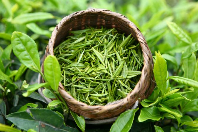 Ảnh hưởng của phân bón lá đến quá trình sinh trưởng, phát triển và chất lượng chè tại tỉnh Thái Nguyên