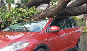 Cây đổ vào xe, chủ xe có được bảo hiểm bồi thường?