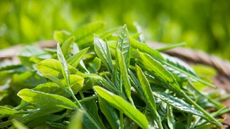 Cwin com sòng bạc trực tuyến chè tiếp tục tăng mạnh