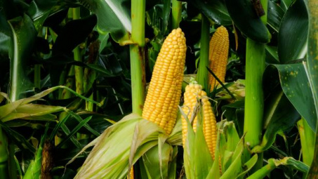 Giá ngô tại Trung Quốc có mức tăng cao nhất kể từ tháng 4/2019