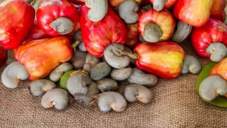 Nhu cầu tăng, thị trường hạt điều thế giới khá sôi động