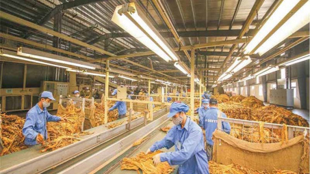 Năm 2020, dự kiến hạn ngạch Cwin com sòng bạc trực tuyến thuốc lá nguyên liệu là 59.098 tấn
