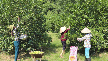 Phân bón Văn Điển lan tỏa trên vùng đất chua trũng, lầy thụt, đồi dốc