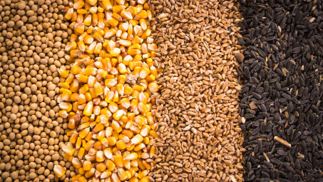 FAO nâng dự báo sản lượng, tiêu thụ và thương mại ngũ cốc thế giới năm 2019