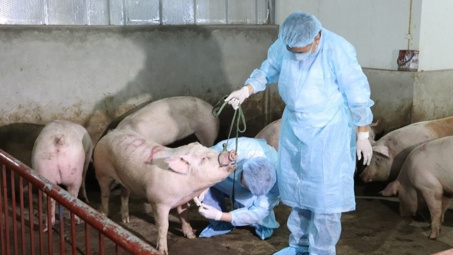 QLTT huy động tổng lực ngăn chặn, kiểm soát dịch tả lợn châu Phi