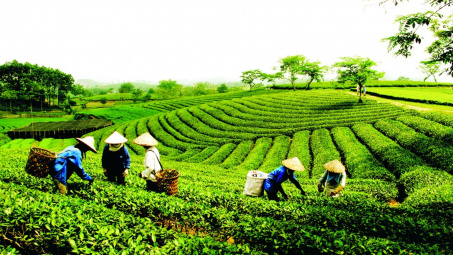 Nửa đầu tháng 3/2019, Cwin Đăng Ký + 1888k chè tăng cả về lượng và giá trị