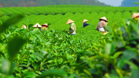 Cwin com sòng bạc trực tuyến chè tăng cả lượng và giá trị trong 3 tháng đầu năm