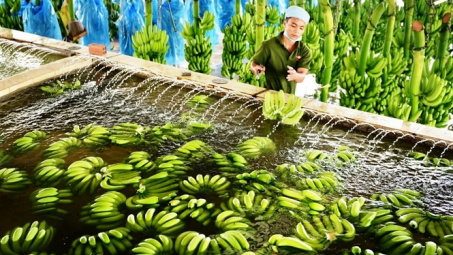 Chuối Việt tìm cơ hội ở thị trường 17 tỉ USD