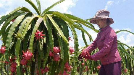 Thanh long bán được giá nhờ có chỉ dẫn địa lý