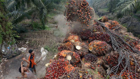 Indonesia trước nguy cơ mất thị trường dầu cọ chục tỉ USD từ EU
