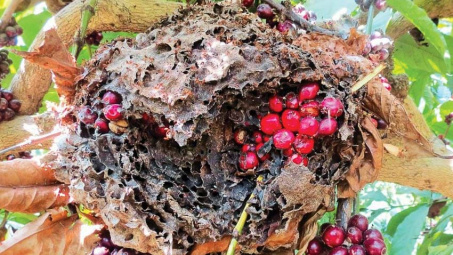 Cà phê kiến