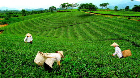 Phân bón ĐYT NPK Văn Điển: Góp phần nâng cao giá trị nông sản vùng Tây Bắc