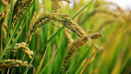 USDA dự báo sản lượng gạo toàn cầu niên vụ 2019/2020 giảm mạnh