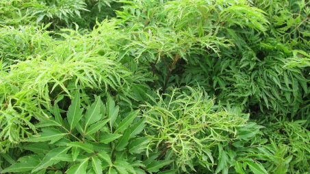 Nghiên cứu quá trình trích ly saponin triterpenoid tổng từ lá đinh lăng với sự hỗ trợ của kỹ thuật siêu âm