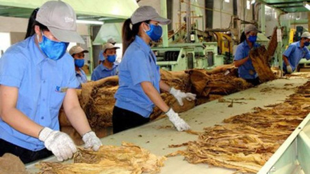 Năm 2020 sẽ Cwin com sòng bạc trực tuyến 59.098 tấn thuốc lá nguyên liệu