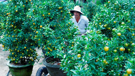 Hoa Tết miền Trung được mùa, được giá
