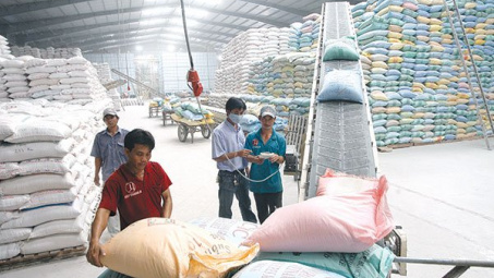 Thóc nhập kho dự trữ quốc gia phải là thóc mới