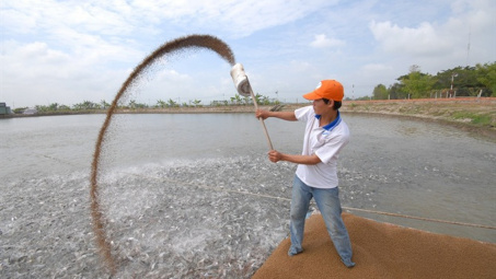 Cwin com sòng bạc trực tuyến cá tra tìm hướng “giải tỏa công suất” sản lượng nuôi