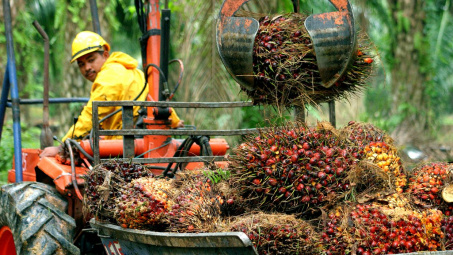 Malaysia giảm thuế Cwin Đăng Ký + 1888k dầu cọ về mức 0%