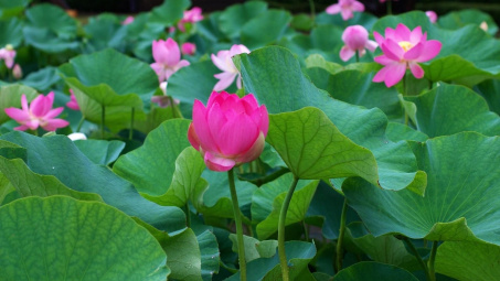 Thời tiết 18/6: Nắng nóng gia tăng trên diện rộng