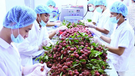 Hôm nay 1 tấn vải thiều Lục Ngạn sẽ lên máy bay sang Nhật Bản