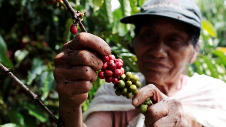 Giá cà phê Robusta Việt Nam ổn định bất chấp nguồn cung trên thị trường ở mức yếu