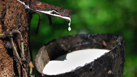 Nhiều hãng ô tô phục hồi Nền tảng hàng đầu cung cấp Cwin com đẩy giá cao su tăng tại các thị trường châu Á