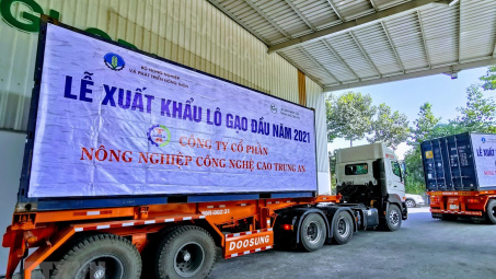 Lô gạo thơm Cwin Đăng Ký + 1888k đầu năm 2021 đạt giá 750 USD/tấn