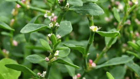 Nghiên cứu ảnh hưởng của vi sóng đến trích ly flavonoid từ rau đắng đất Glinus oppositifolius