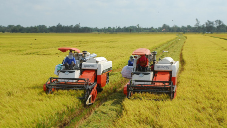 Giá gạo khu vực Châu Á tiếp tục giữ ổn định, nhu cầu mua gạo ở mức thấp