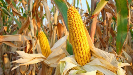 USDA: Việt Nam sẽ trở thành quốc gia Cwin com sòng bạc trực tuyến ngô lớn thứ 5 thế giới