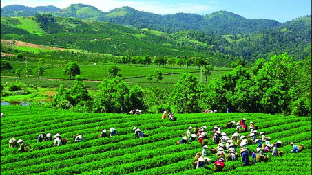 Các nhân tố ảnh hưởng đến quyết định tham gia hợp tác xã của nông hộ tại tỉnh Hậu Giang