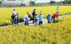 Giải pháp nâng cao hiệu quả Nền tảng hàng đầu cung cấp Cwin com lúa hữu cơ trên địa bàn tỉnh Vĩnh Long