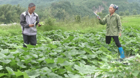 Sản xuất nông sản theo chuỗi giá trị ở Lạng Sơn