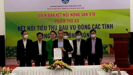 Thagri đồng hành kết nối tiêu thụ rau vụ đông các tỉnh Đồng bằng sông Hồng