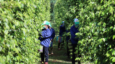 Nông sản tỉnh Bà Rịa - Vũng Tàu hướng tới phát triển bền vững