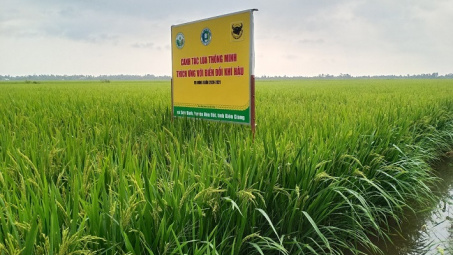 Canh tác lúa thông minh, thích ứng với biến đổi khí hậu