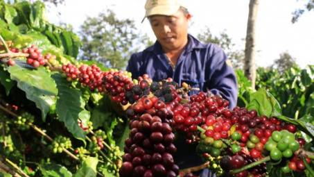 Phân bón Văn Điển mang năng suất vượt trội cho cây trồng chủ lực tại Tây Nguyên