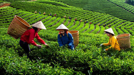 Phân bón Văn Điển: “Khắc tinh” để cải tạo đất đồi dốc, bạc màu