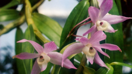 Ảnh hưởng của chitosan lên sự tăng sinh PLBs và tái sinh chồi của lan Thạch hộc tía (Dendrobium officinale Kimura et Migo) in vitro