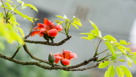 Thời tiết 16-3: Bắc bộ sáng sớm có sương mù, có lúc có mưa nhỏ, trưa chiều giảm mây