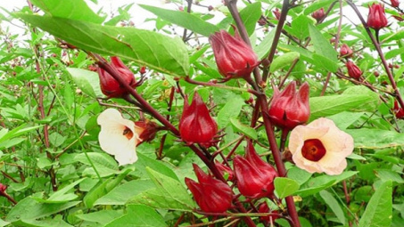 Nghiên cứu tạo giấy pH từ anthocyanin chiết xuất từ hoa atiso đỏ (Hibiscus sabdariffa L.) để ứng dụng trong phân tích và Link vào Cwin Cá Cược Thể Thao 2026