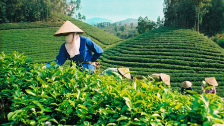 Phân bón Văn Điển góp phần phát triển Cwin.com link không chặn bền vững cho đồng bào dân tộc Thái Nguyên