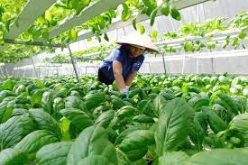 Một số bài học kinh nghiệm rút ra từ hoạt động quản lý nhà nước về Nền tảng hàng đầu cung cấp Cwin com rau an toàn ở Thành phố Hồ Chí Minh