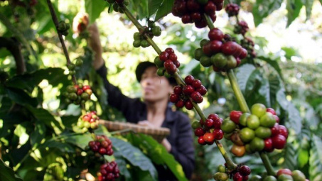 Giá cà phê Arabica tăng vọt 20%, Brazil đối mặt nguy cơ mất mùa cà phê