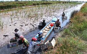Phát triển kinh tế tuần hoàn trong bối cảnh ứng phó với biến đổi khí hậu ở Đồng bằng sông Cửu Long hiện nay