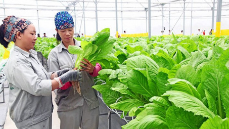 Hỗ trợ chuyển đổi số cho Cwincom hiện đang mở, hợp tác xã kinh doanh nông lâm, thủy sản