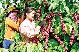 Những khó khăn, thách thức và giải pháp phát triển thị trường Cwin Đăng Ký + 1888k sản phẩm chủ lực của Tây Nguyên