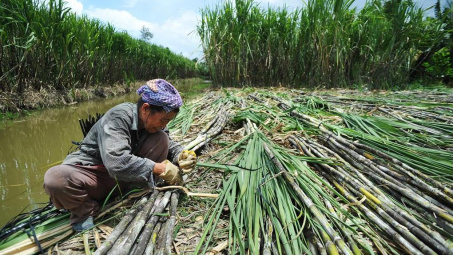 Tổ chức tham vấn công khai vụ điều tra chống lẩn tránh phòng vệ thương mại với đường mía Cwin com sòng bạc trực tuyến